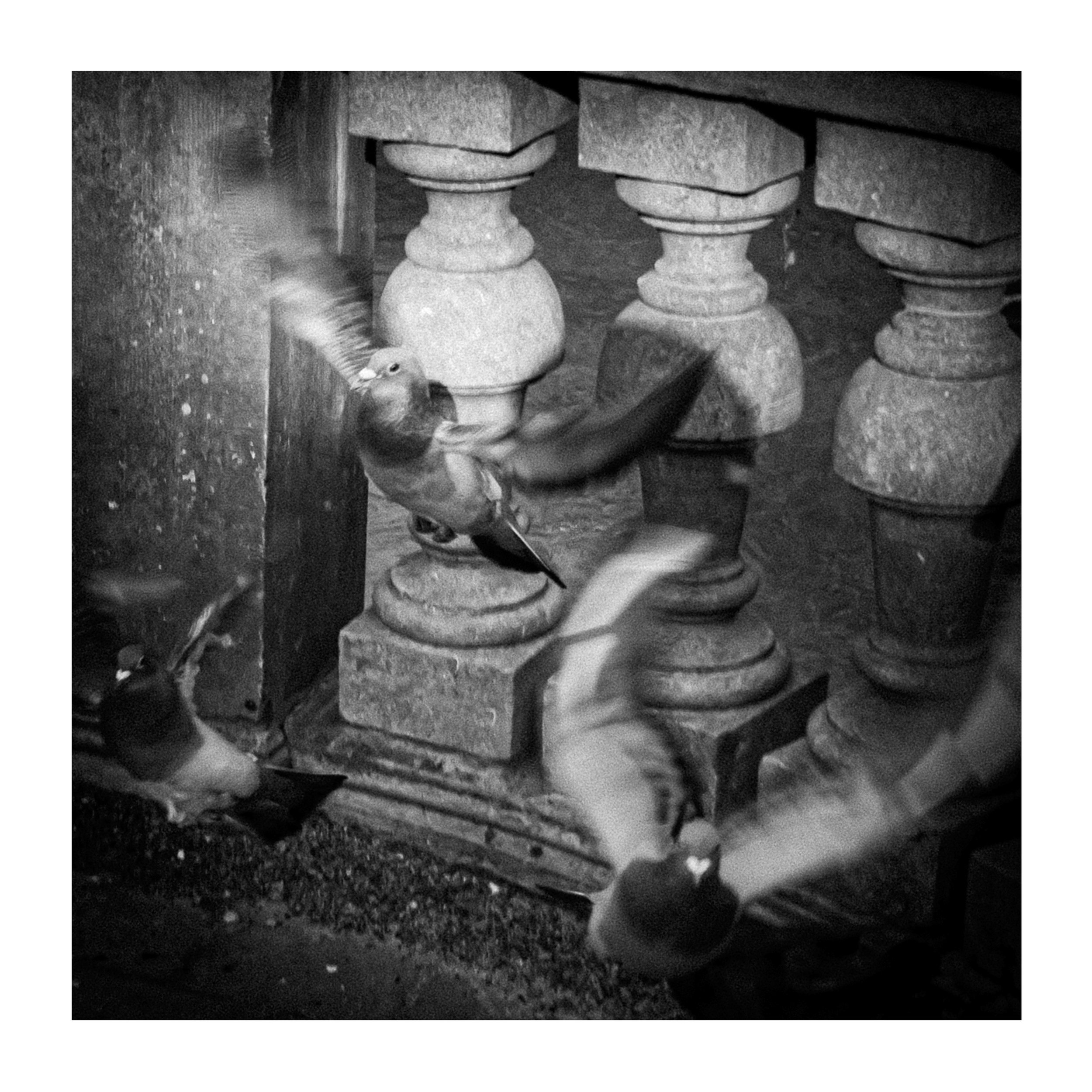 Pigeons à Louvain, Belgique 2022
-1 tirage unique sur papier Hahnemühle Photo Rag® Ultra Smooth 305gr 27x27 cm
-Cadre 32x32 cm
