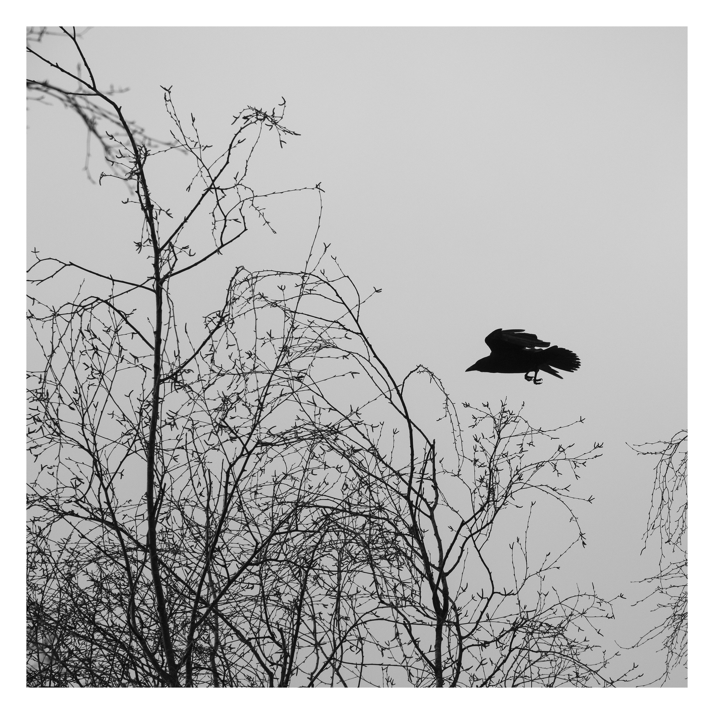 Terrhils, Maasmechelen, Belgique 2022
-5 tirages numérotés sur papier Hahnemühle Photo Rag® Ultra Smooth 305gr 50x50 cm
-Cadre 63x63 cm