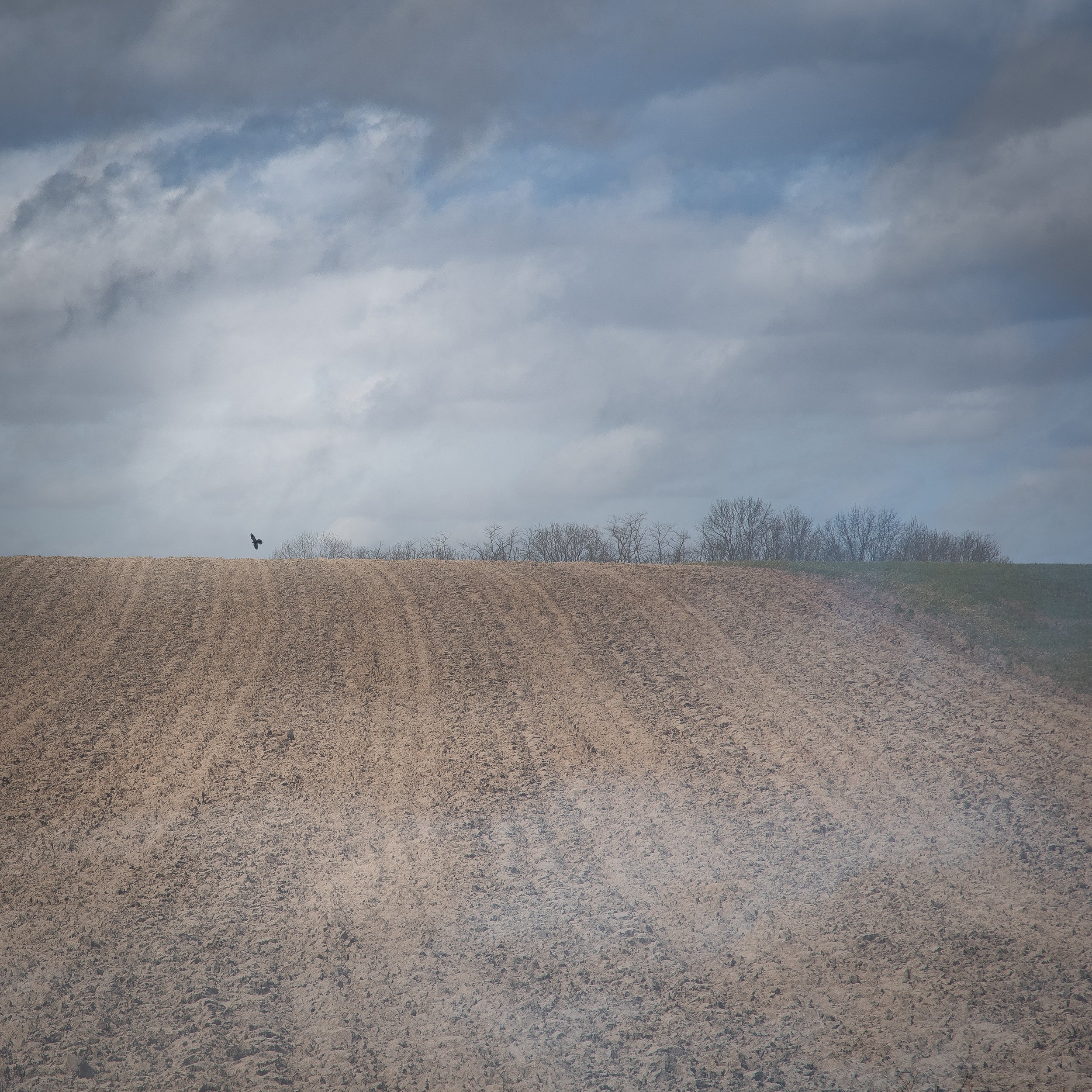 L'Oiseau, Mont-Saint-Guibert, Belgique 2022