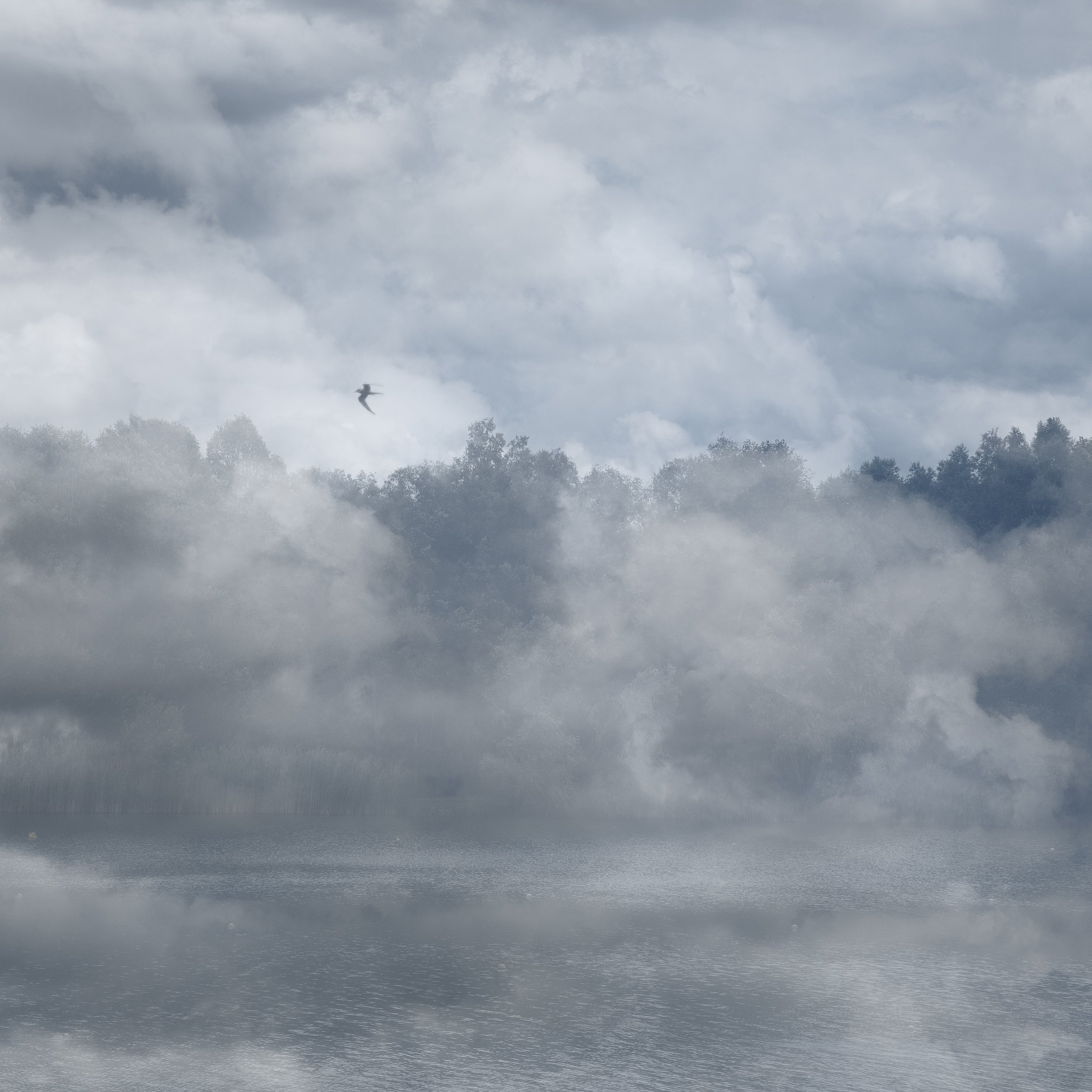 Jean Castel-Branco Photographie