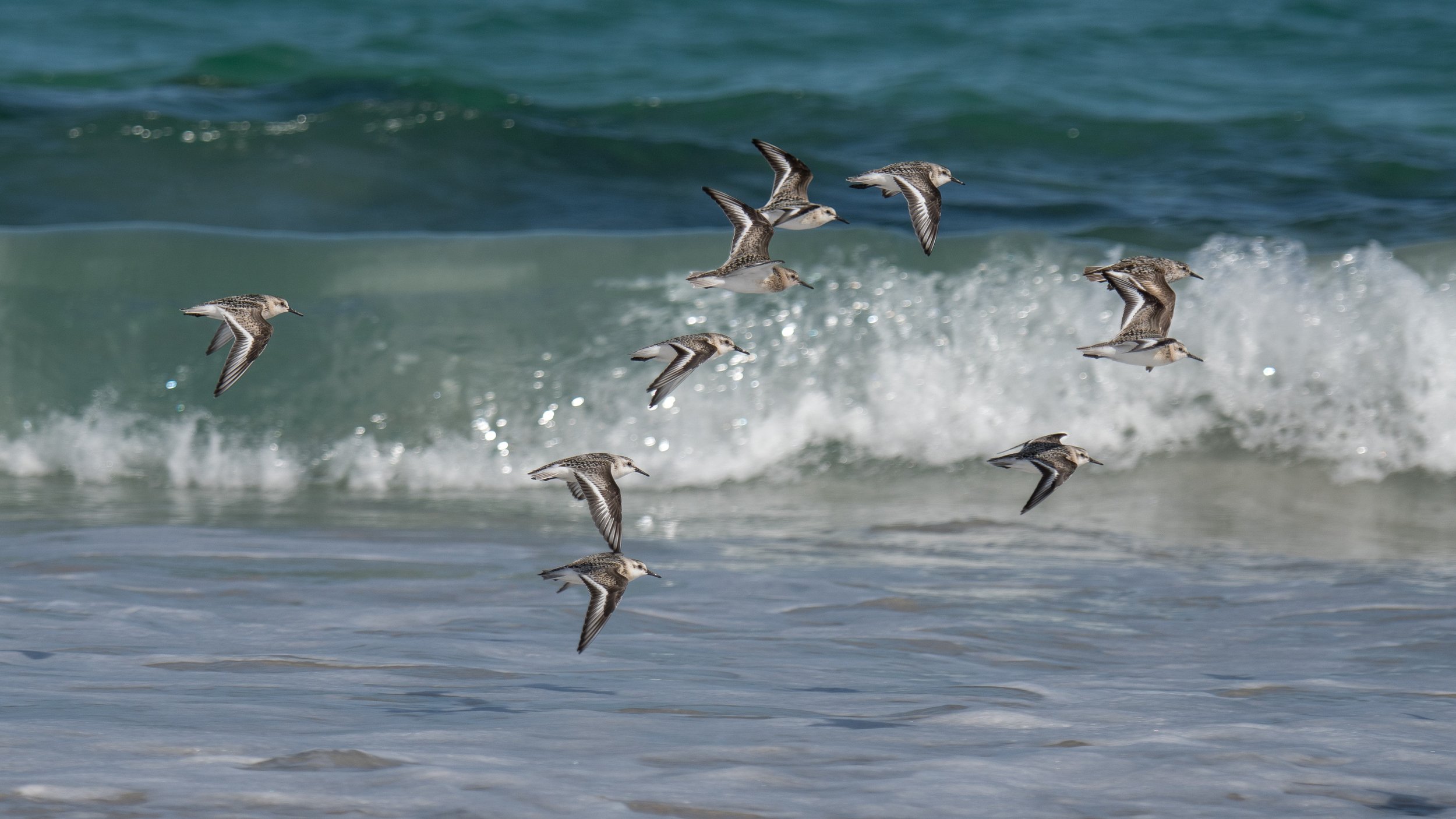 DSC_5386.jpg