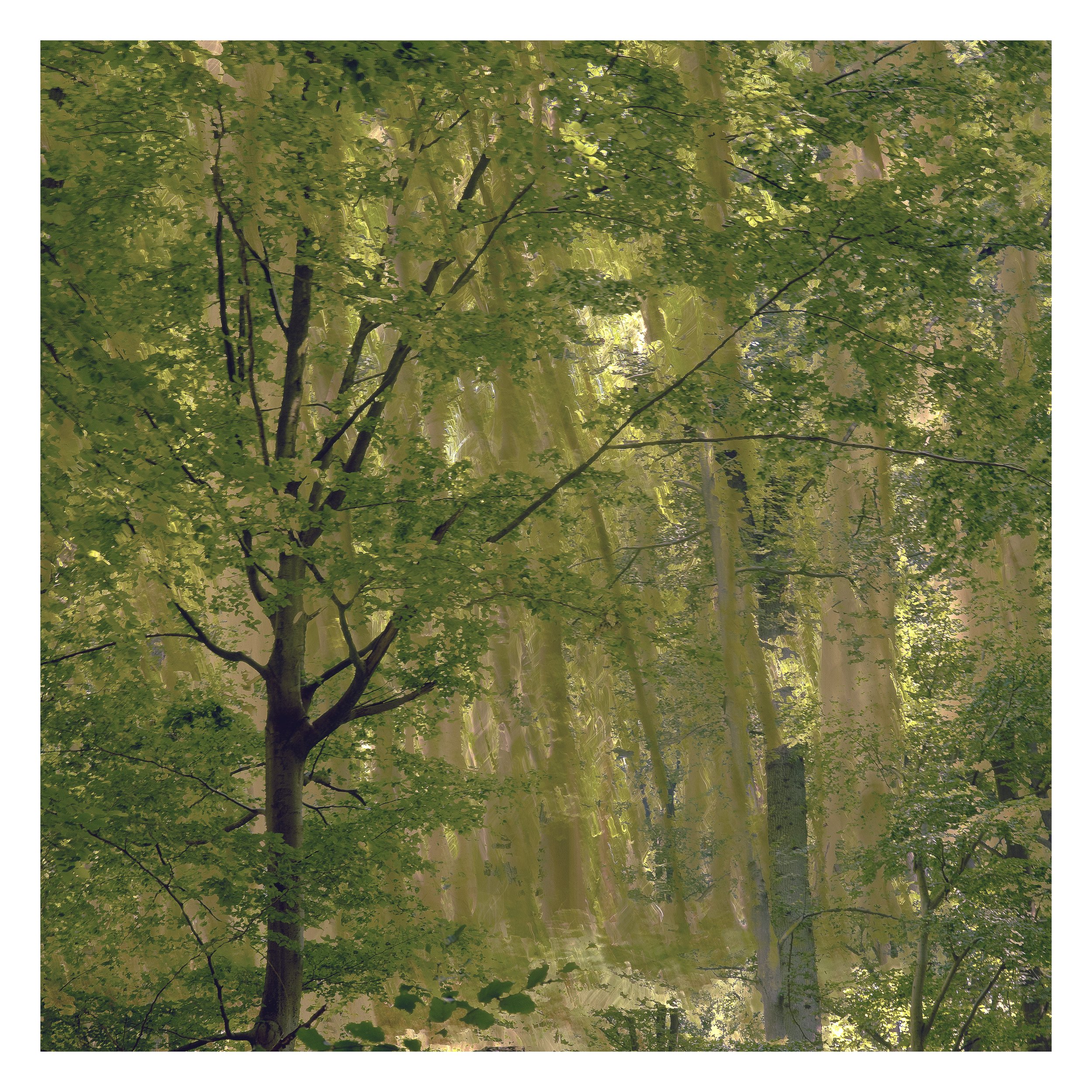 Impressions de la forêt de Soignes, Tervuren, Belgique 2022
-5 tirages numérotés sur papier Hahnemühle Photo Rag® Ultra Smooth 305gr 50x50 cm
-Cadre 63x63 cm