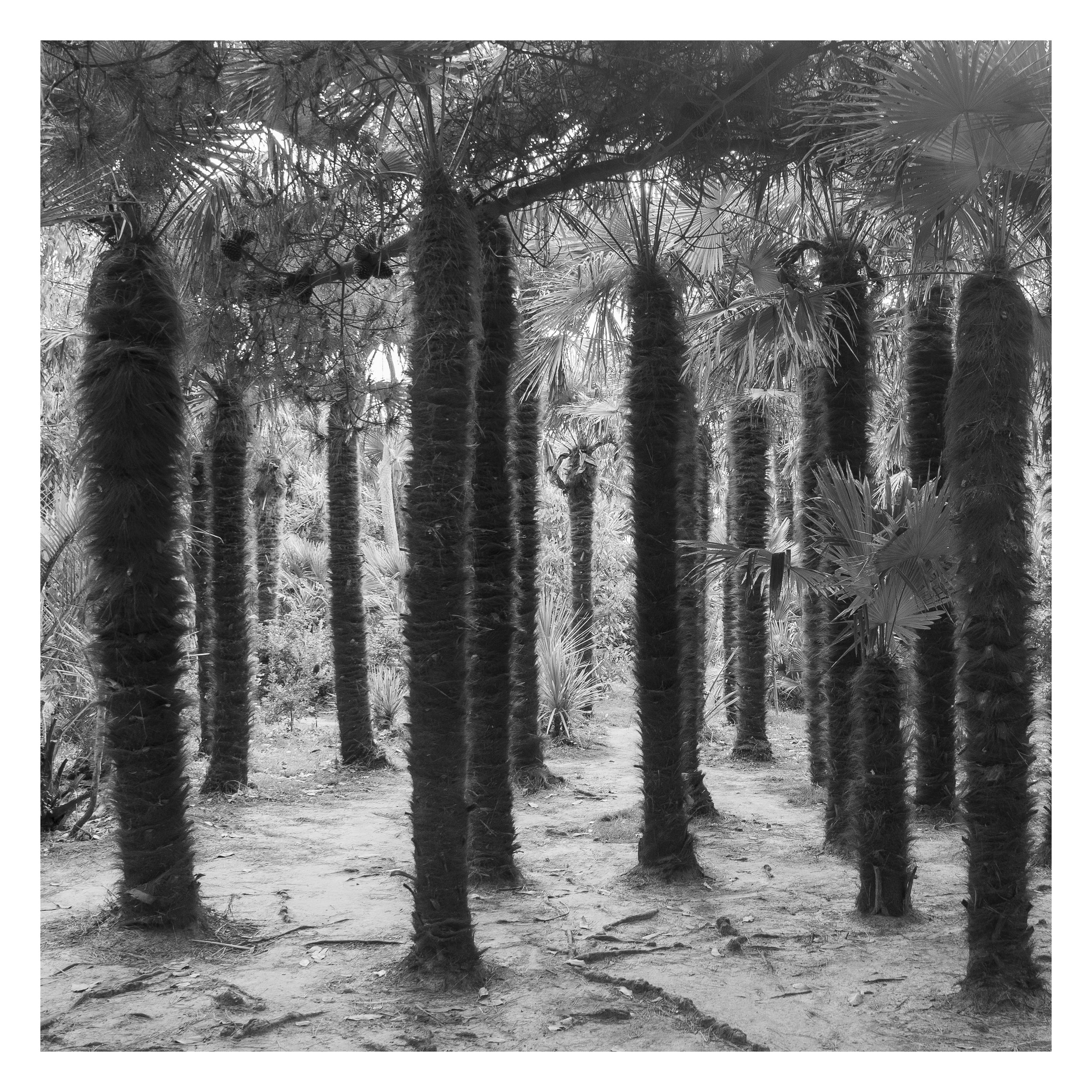 Les palmiers du jardin de Vauville, Normandie, France 2022 
-5 tirages numérotés sur papier Hahnemühle Photo Rag® Ultra Smooth 305gr 50x50 cm
-Cadre 63x63 cm