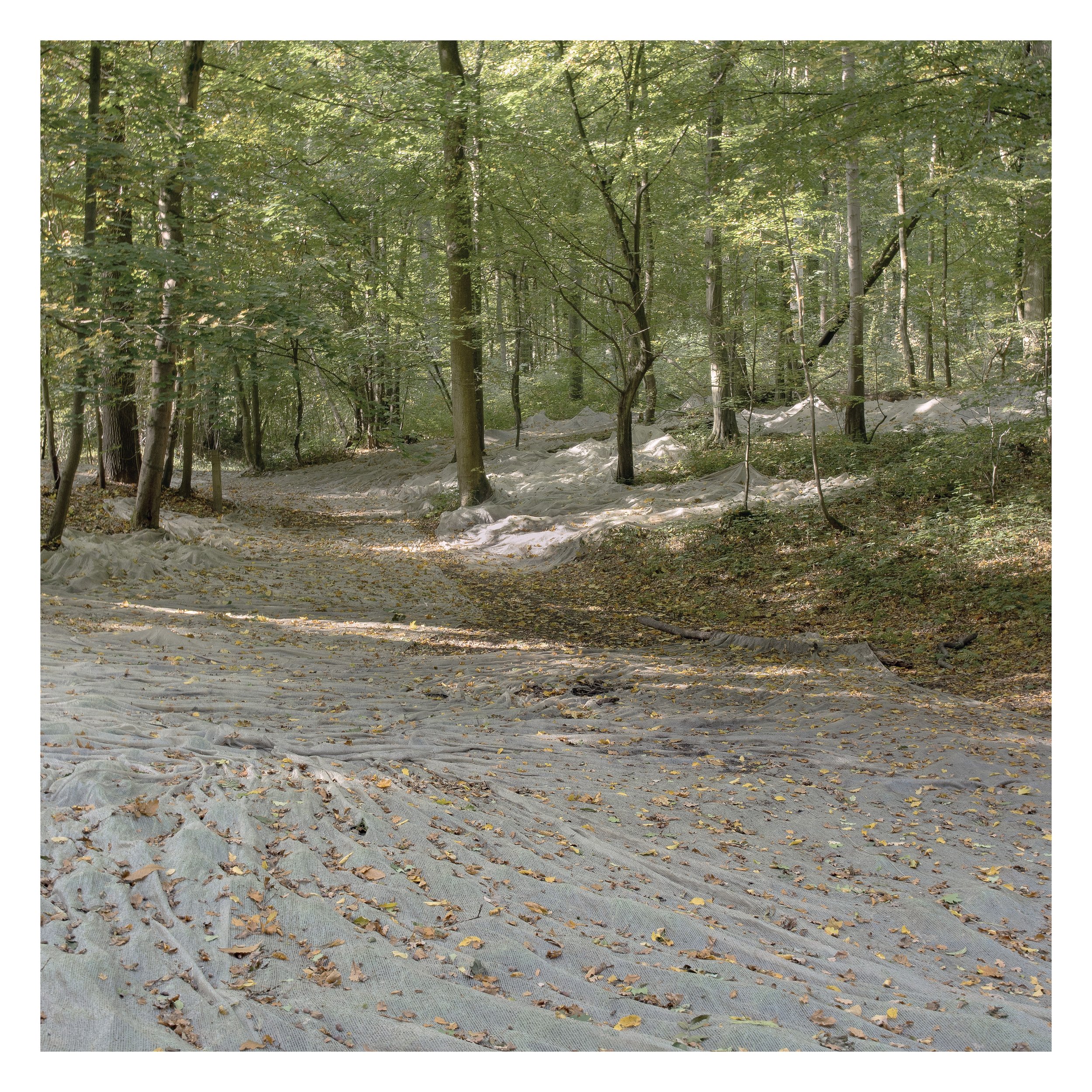 Récolte des faînes de hêtre, Forêt de Soignes, Belgique 2022
-5 tirages numérotés sur papier Hahnemühle Photo Rag® Ultra Smooth 305gr 50x50 cm
-Cadre 63x63 cm