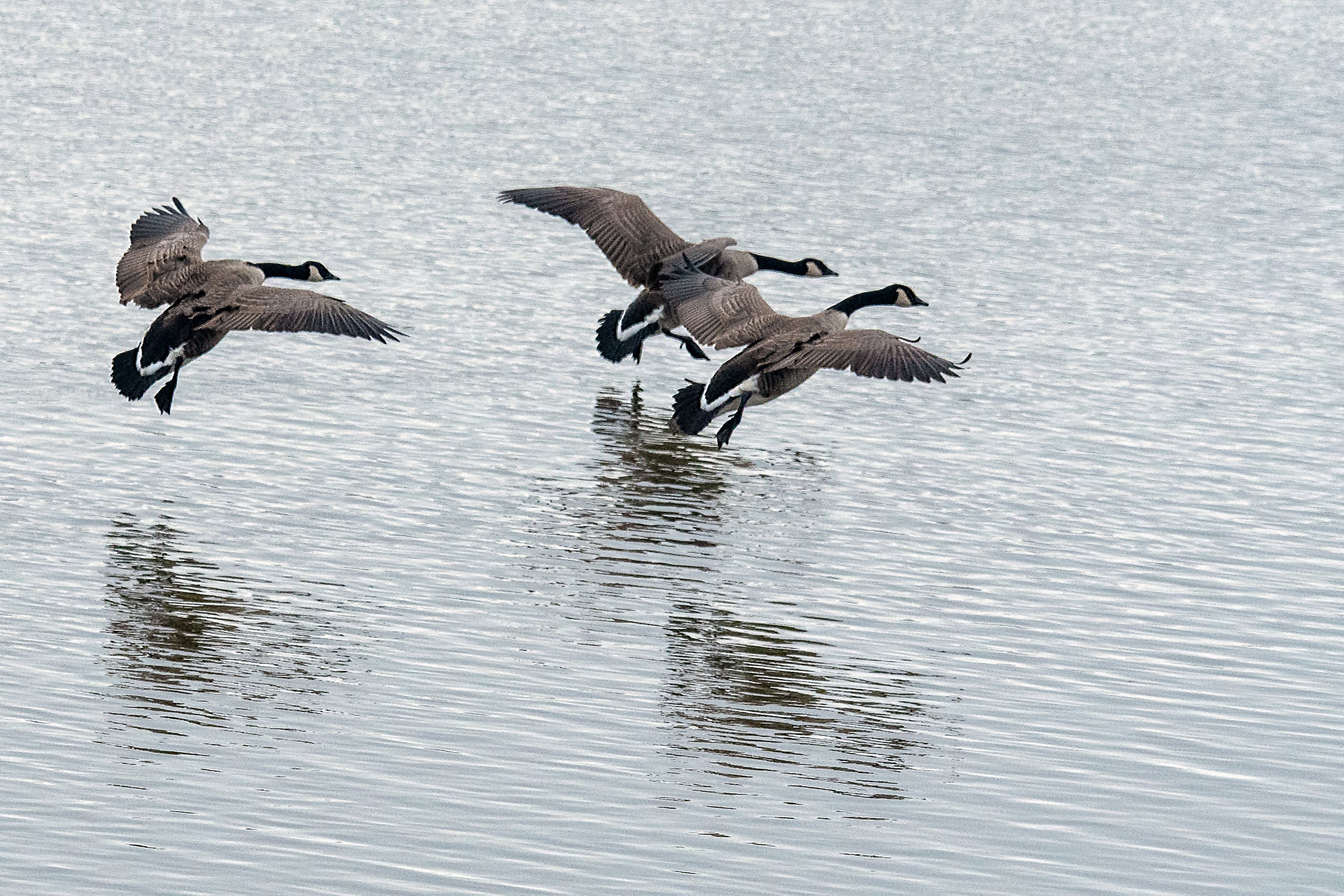 DSC_9323.jpg