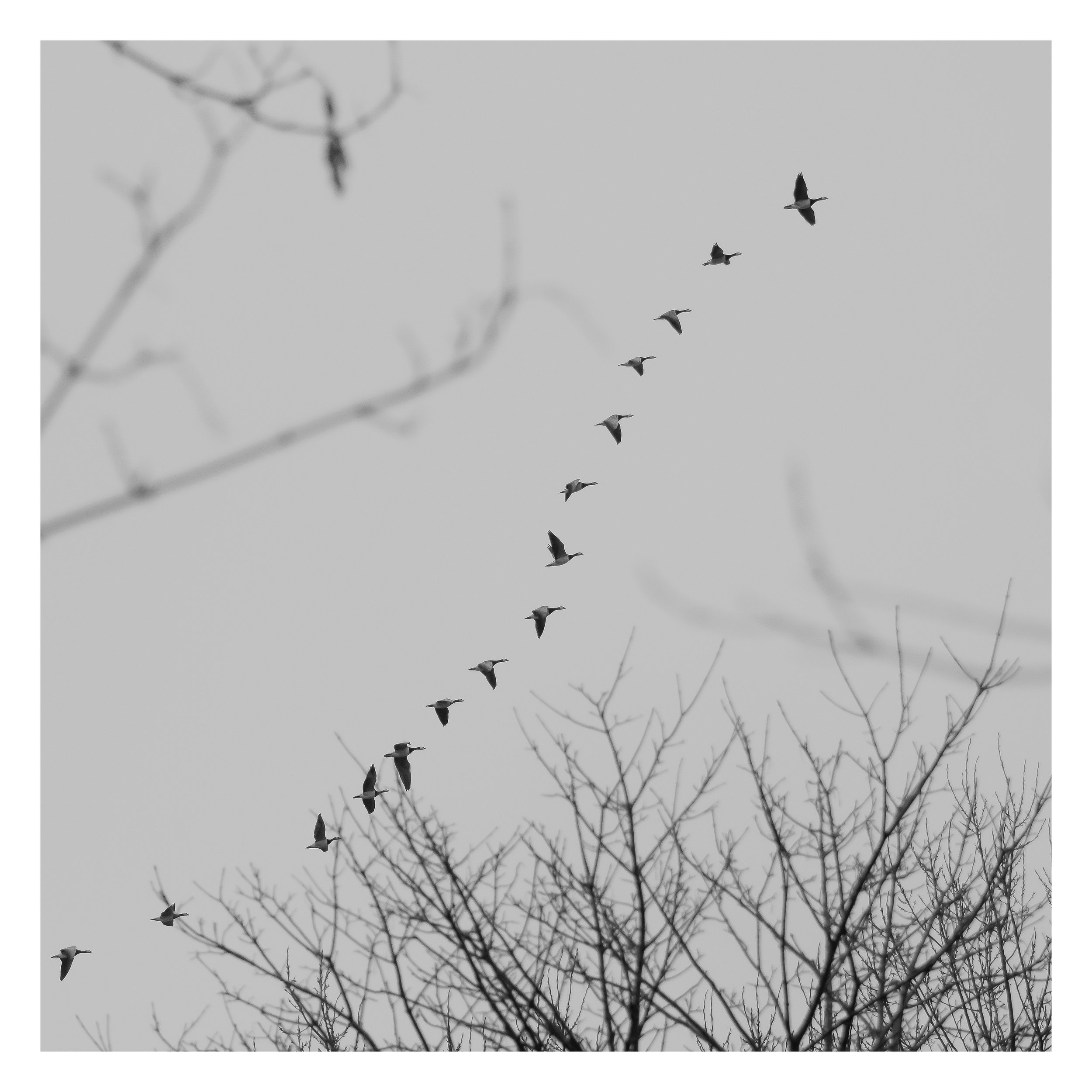 Envol de bernaches nonnettes, Réserve du Zwin, Belgique 2022
-4/5 tirages numérotés sur papier Hahnemühle Photo Rag® Ultra Smooth 305gr 50x50 cm
